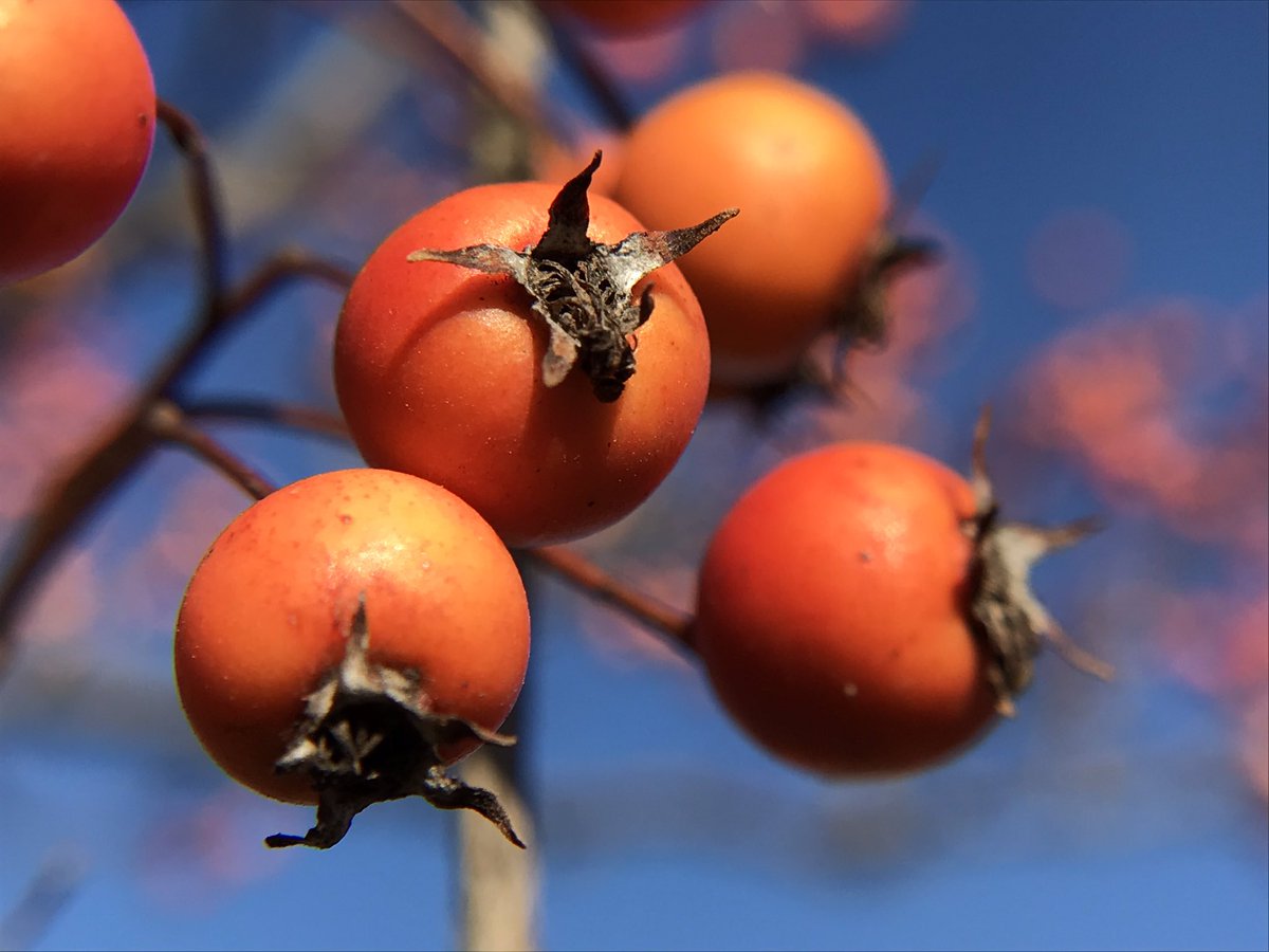 TREE_Fund's tweet photo. “The beauty of the natural world lies in the details,” Natalie Angier
#wednesdaywisdom
•••
#natalieangier #natalieangierquotes #treewisdom #treebiology
#treefund #treeresearch #treeeducation #treeendowment #cultivatinginnovation #crabappletree #trees #treescience #crabapple https://t.co/hx8v6eOYC8