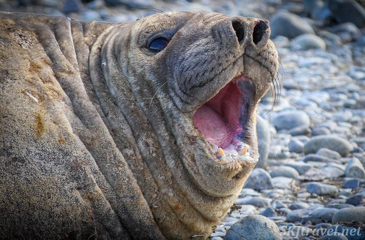 #WildlifeWednesday Elephant seal singing a light aria on the beach. Verdi, I think. 🙂 #wildlifephotography #wildlife #Antarctica #antarcticwildlife #seal #wildkindgom #animallovers