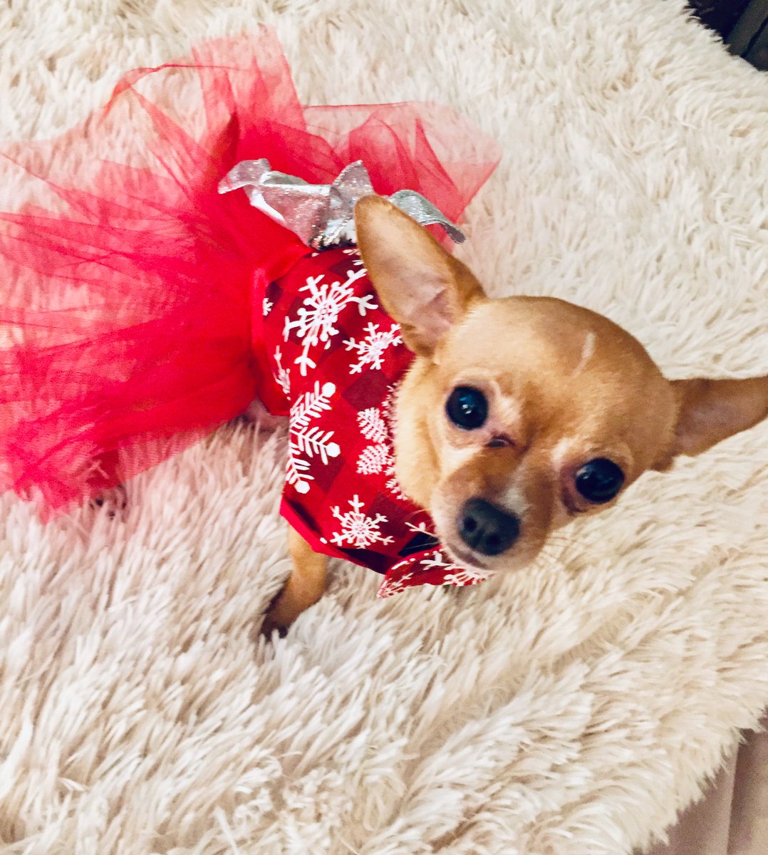 WynnWs's tweet photo. Headed to New York where my little Rescue Roo is taping a @GMA segment. #RescueDogs #AdoptDontShop #GoRoo. https://t.co/eyhDy6vlKq