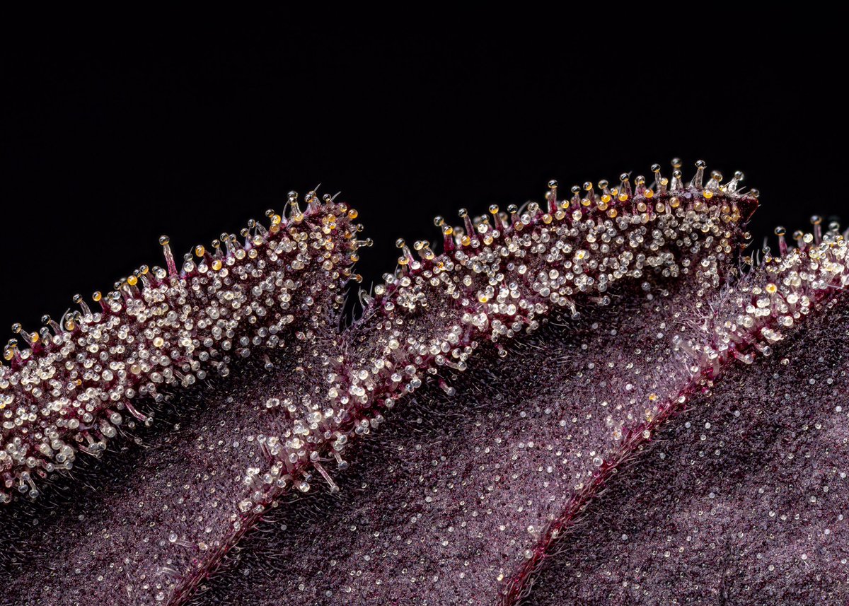 Sundae Driver sugar leaf looking nice and vibrant. The amber trichomes on the purple leaf are perfect. Grown by Hydrotics in Desert Hot Springs. #MacroMonday #cannabismacro #cannabisphotography #weedporn #Trichomes