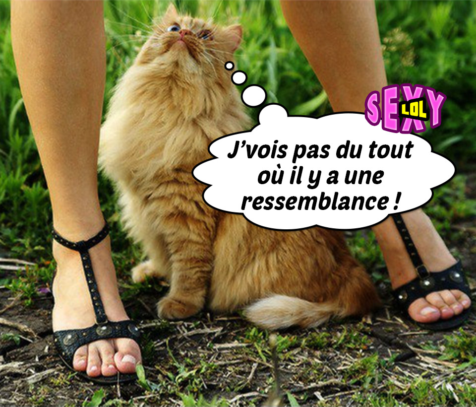 Twitter এ Sexylol Sexylol Humour Chats Chatte Souslajupe Ressemblance T Co 6thfljsyxr ট ইট র