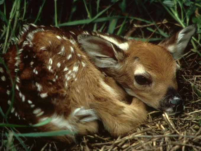 Si encuentras uno de estos en el campo, "sólo" y acurrucado, no se te ocurra ⛔️🖐️ tocarlo.

¡No está perdido! Su madre 🦌 está cerca. Ella se ausenta ocasionalmente para comer y en breve volverá para amamantarlo.

Tu olor sobre él empeorará bastante las cosas.

#SEPRONA #062