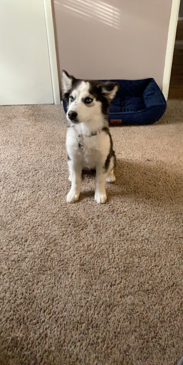 kylie_____j's tweet photo. Since my parents found out: EVERYONE MEET MILA😭❤️😍 https://t.co/7c1uHd3VIk