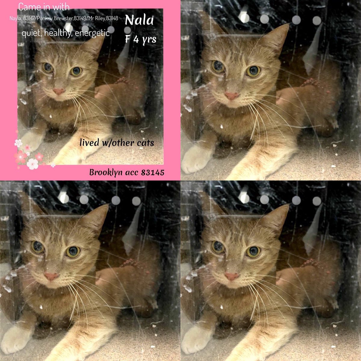 Kimberlykokourt's tweet photo. A #family of #4cats all on the #atrisklist at the #NYCACC @NYCACC shelter! #Tiambay: #ID83146: #Male: #Brooklyn: #4YearsOld! #Nayla: #Female: #2YearsOld: #BrooklynACC: #ID83147! #Nala: #ID83145: #BrooklynACC: #Female: #4YearsOld! #MrRiley: #ID83148: #BrooklynACC: #Male: #3Years! https://t.co/ObxJ04tpm1