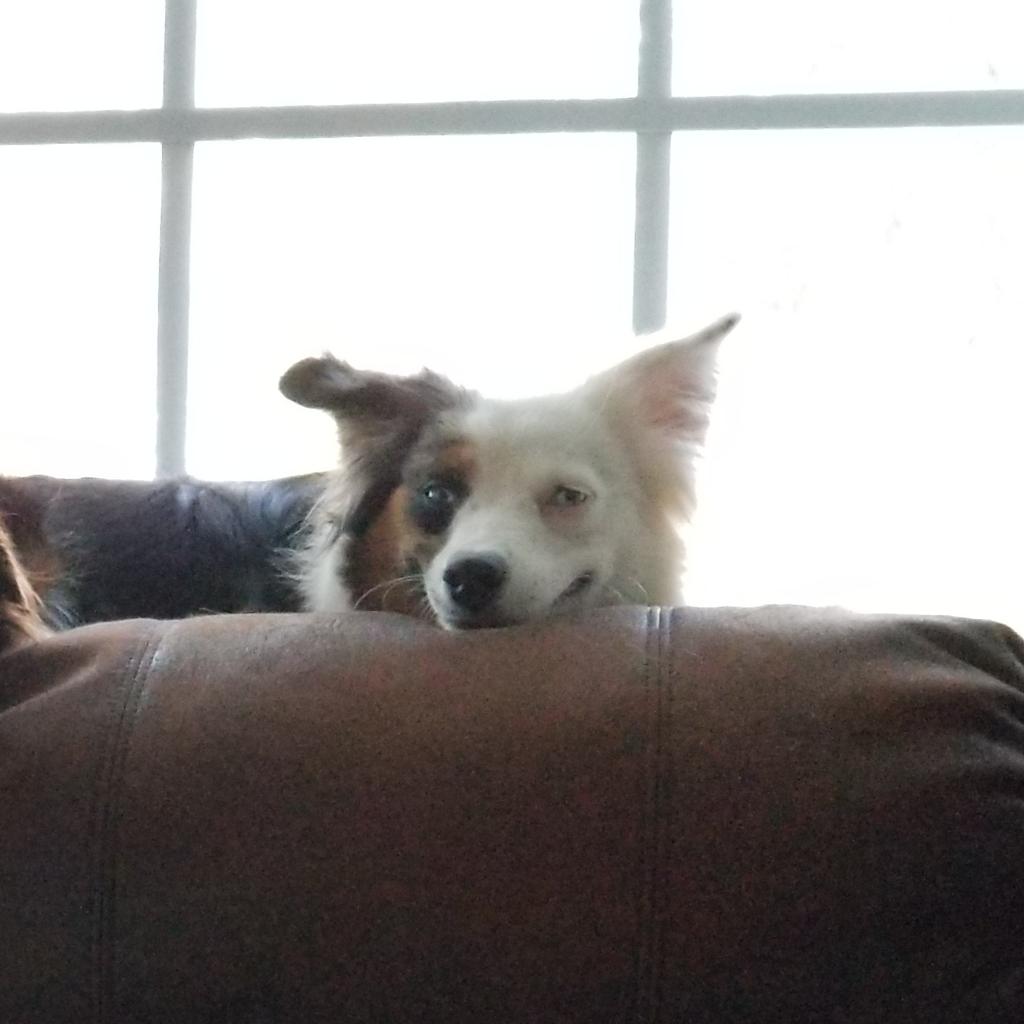 How I feel when admin has hot chocolate at a training <a href="/TheCoyoteWay/">CypressCreek</a>