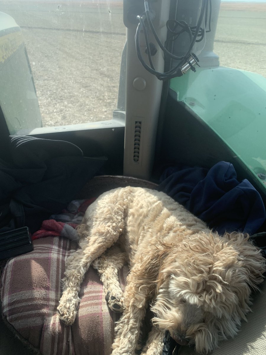 rockormiston2's tweet photo. Ruff life out here. #striptill20 https://t.co/wFQw7pFnv9