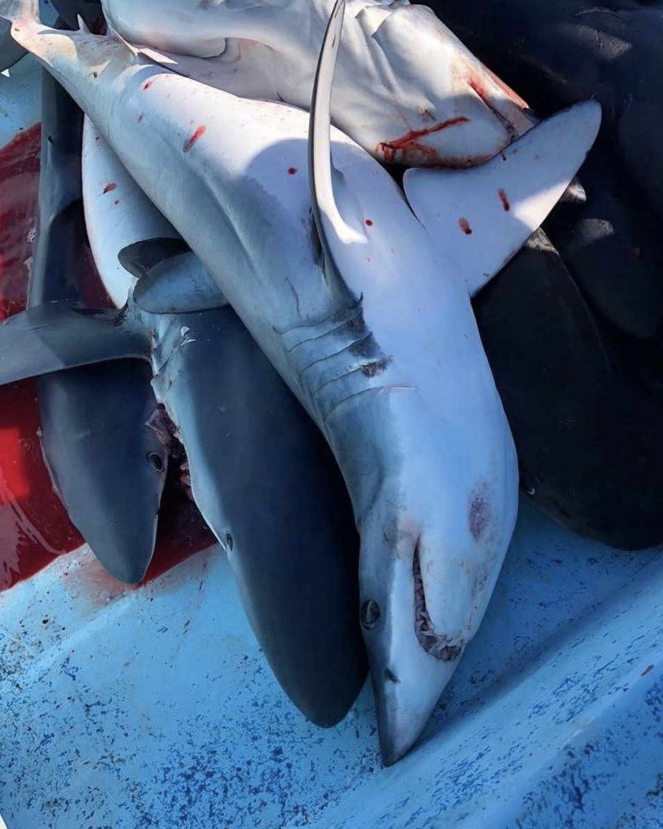 NakaweProject's tweet photo. We ask that you take the time to read our petition (follow the link in our bio!) and sign to support our mission to make sure markets all over the world properly label the meat they have for sale.
Photo: @RegiDomingo 
#sharks #sharkmeat #mercury #savesharks #seafood #fish https://t.co/ZwUPEUN6mC
