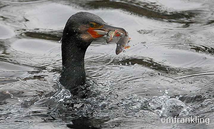 Cormorant in #hydepark today being a little greedy, it did drop one #2019 #WOF2019 #theroyalparks #springwatch #nature #natureLondon #londonbirds #london_bird's #london #londonwildlife #urbanbirding #hydepark #birdcaptures #birdearth #shots_of_animals #birds #birdwatching