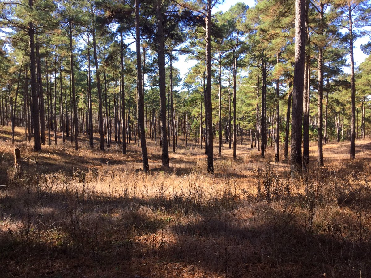 NRCSTexas's tweet photo. From discussions on conversion, to native grasses, legumes, perennials, & natural disaster recovery, #Day2 of the #ShortLeaf #LongLeaf #Pine Tour in #EastTX was full of great #Conservation & #Management education! @TXForestService @SLPInitiative @texasforestry @TPWDnews https://t.co/6bq4rp7D8y