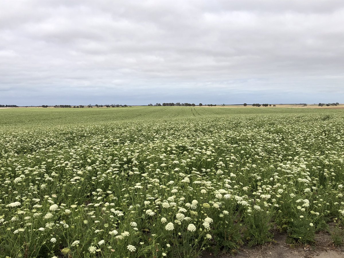 RandellGeorgina's tweet photo. Going to be a few carrots seeds in this field! #seedproduction #southpacificseeds https://t.co/uIqt3iBuJE