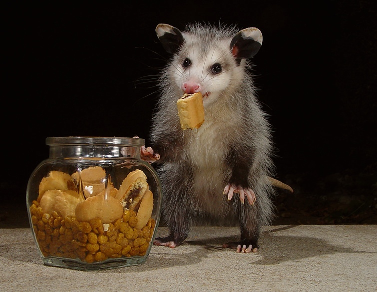 Possumeveryhour.io (@possumeveryhour) on Twitter photo 