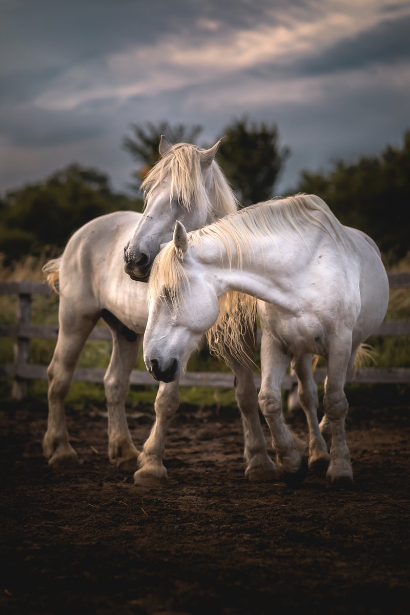 AHorseTale's tweet photo. Check out our great #ThankYou rewards on our campaign page! Donate by December 18th to get a certificate of your reward mailed to you in time for Christmas (for levels of $500, $2,000 and up). Makes a great, #zerowaste gift! Save a horse, change a life!

https://t.co/ecbGOPo1W0 https://t.co/W5lfA7eHw2