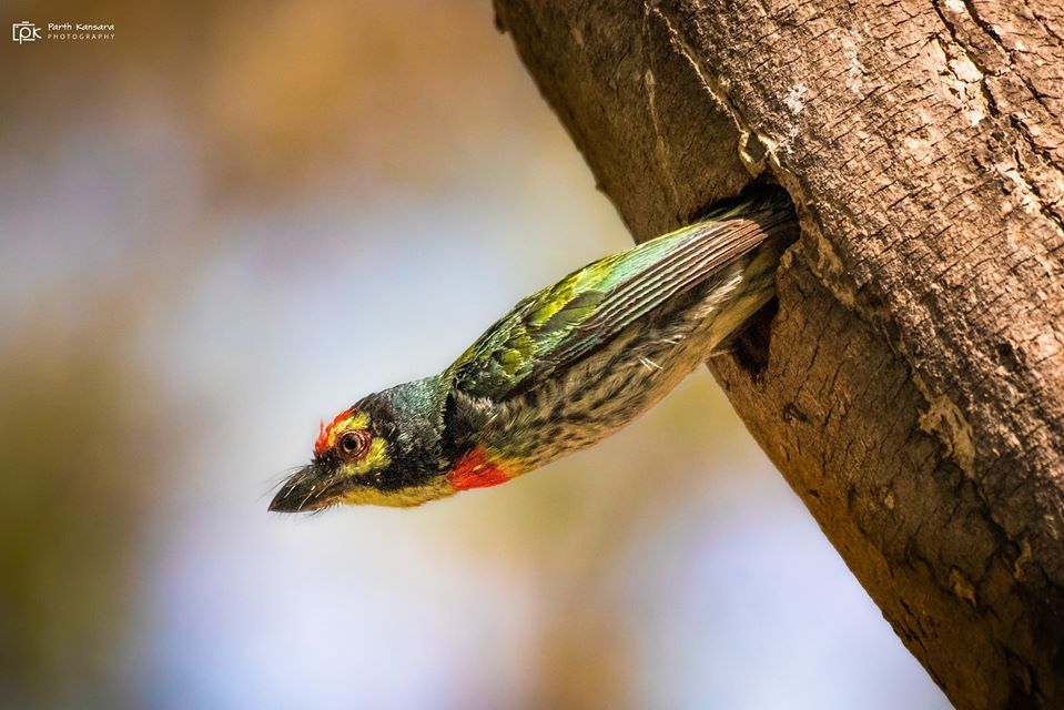 wildbird barbet