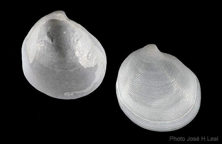 ShellMuseum's tweet image. Today's cool shell: Three-ridged Lucine
shellmuseum.org/post/the-three…