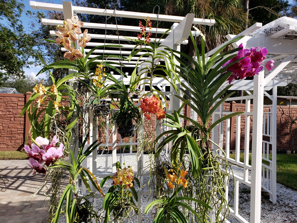 ConnieYurkus's tweet photo. The secret to blooming #Vandas? Lots of water and #DynaGro. I now fertilize several times a week using a hose end feeder. What a difference! #orchids #blooms #MagPro #tropicalplants https://t.co/WVMna5Cf14
