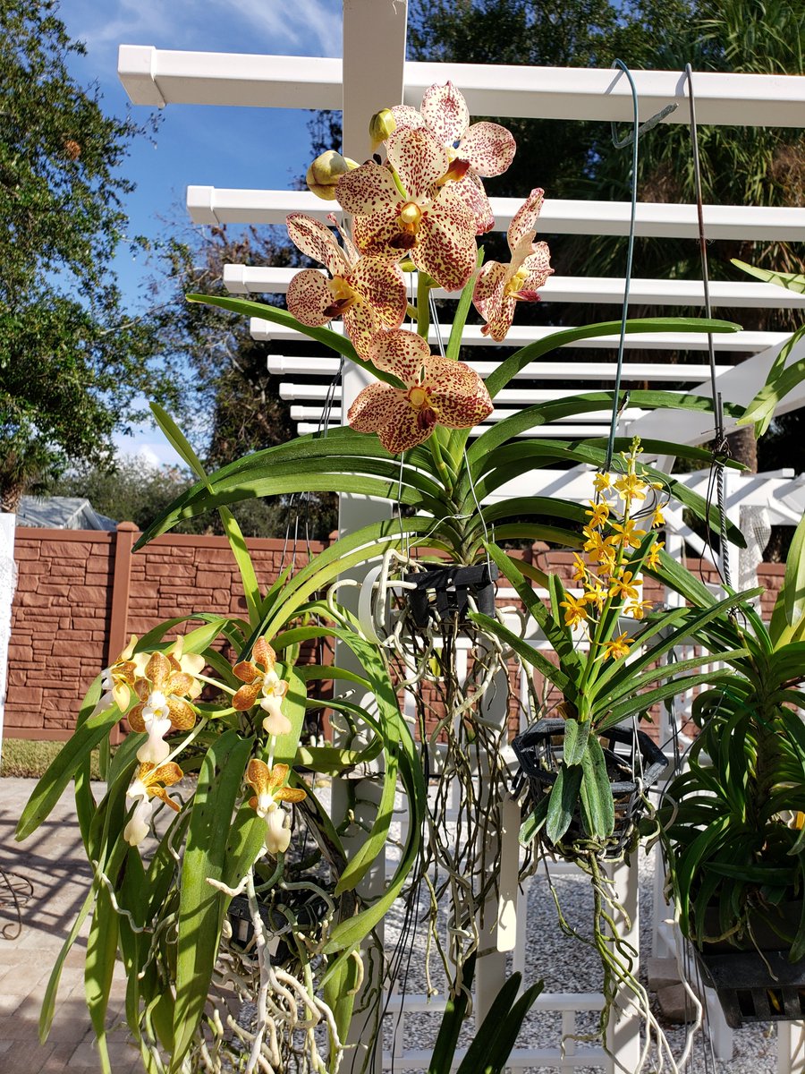 ConnieYurkus's tweet photo. The secret to blooming #Vandas? Lots of water and #DynaGro. I now fertilize several times a week using a hose end feeder. What a difference! #orchids #blooms #MagPro #tropicalplants https://t.co/WVMna5Cf14