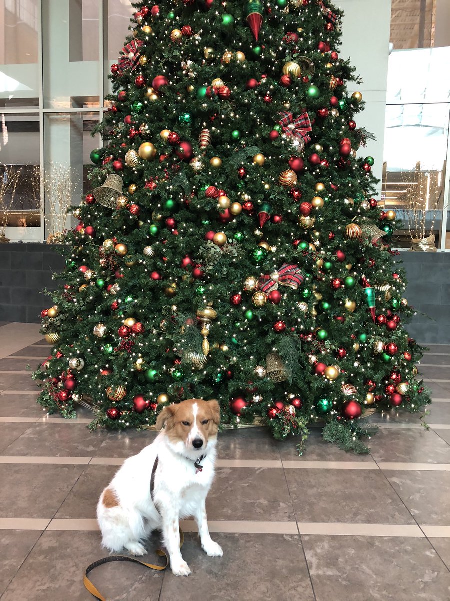 askashlar's tweet photo. Tell Ashlar Klaus 🎅 what you want for Christmas! https://t.co/ZHpUudjVRY