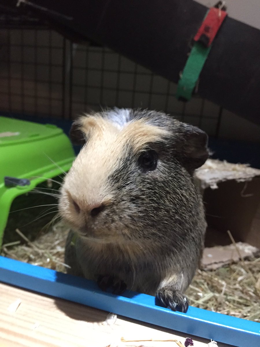 badgerbumble's tweet photo. On the eve of the #GeneralElection2019 and the day our prime minister hid in a #fridge I promise that if I am elected tomorrow and I could reach it, I too would hide in the #fridge π€ itβs sounds pawsome and I hope he got some delicious veggies π½π±#BritainDeservesBumble https://t.co/yWaR3VSWxJ