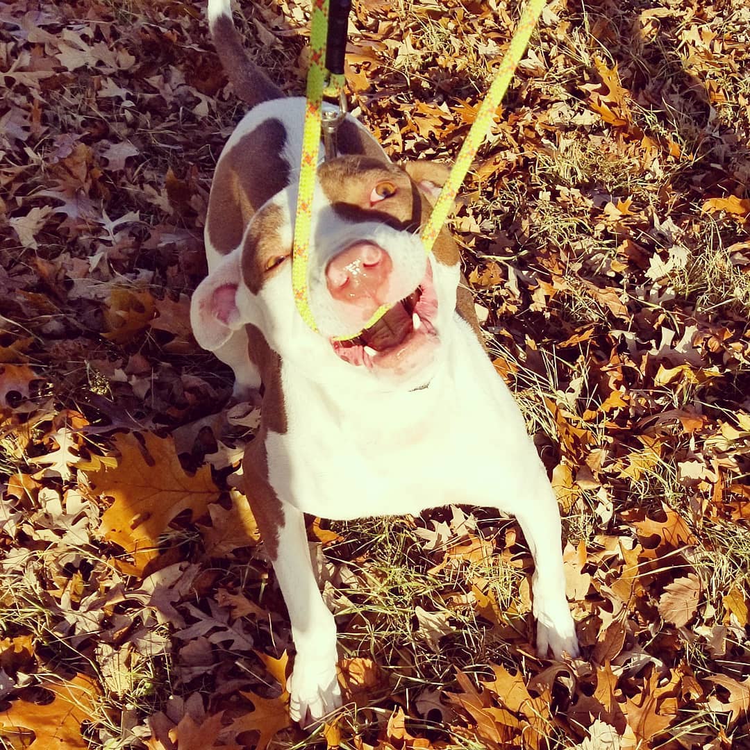 Spider, why are you eating the leashes?

"Eeeets de-leeeashes!"

#rescuedogsofinstagram #voiceofthevoiceless #rescued  #adoptable #detroit #detroitdogs #dogoftheday #adoptme #savealife #adopt #adoptdontshop #RDD #rebeldogsdetroit #detroitdogs #rescuedogsdetroit #dogrescue