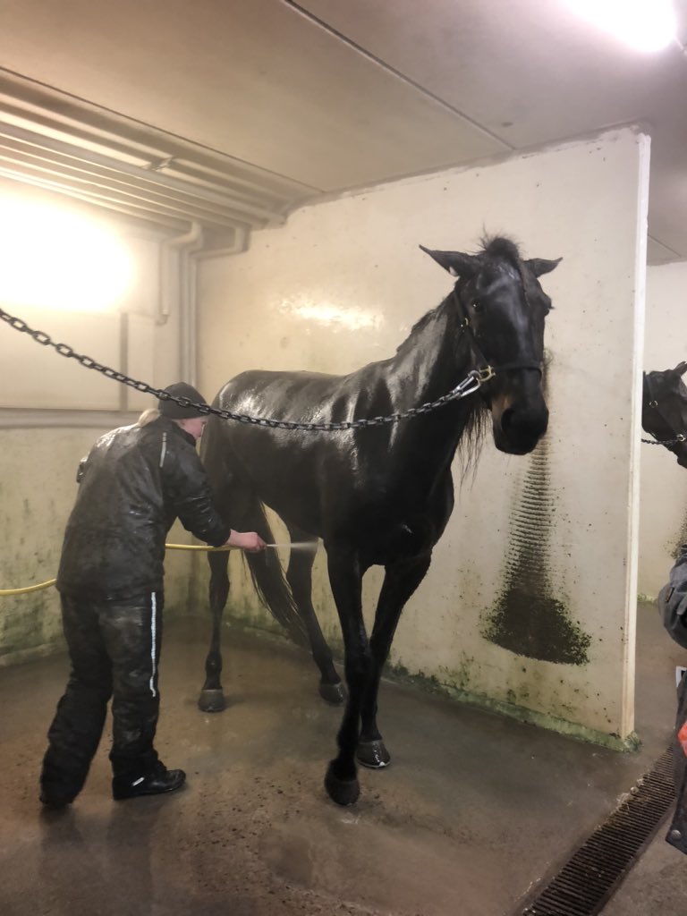 UllaMerilainen's tweet photo. Lissu hienosti 4:nneksi tänään @VermoAreena Hyvä loppukiri toista ja kolmatta rataa! Hyvä Lissu❣️ #callelalisbeth #ravit #trav ohjastaja @TorvinenHannu hoitaja @tiitikylakoski Pesulla on kivaa! 🛁 https://t.co/lPO41JC1sR