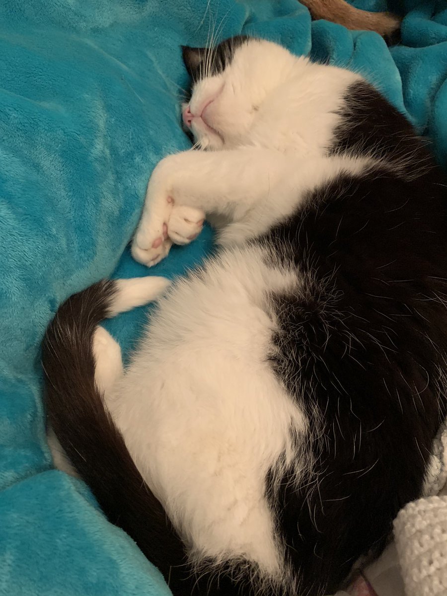 InspJapp's tweet image. It’s unconscionable! He had a ten HOUR cuddle wiv Ma overnight then Fudge got to go to the vet - he’s going to be fine... then he comes home and has been at it for another three hours. It’s... I mean...