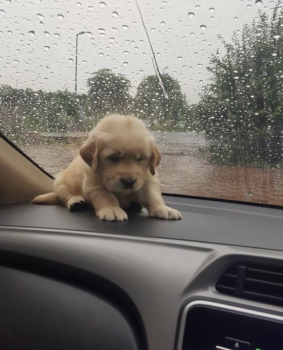 Aracınızla bir hayvana çarptıysanız, onu en yakın veterinere götürdüğünüzde tüm masraflarını trafik sigortası karşılamaktadır.
Duyuralım.