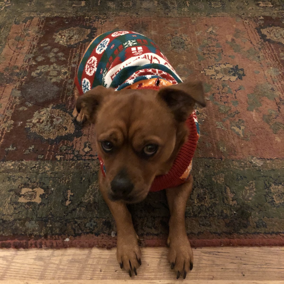 I am not impressed with all this rain. I’m so pleased that I work inside. I am definitely an inside dog! #patdogs #rdash #therapydog #MentalHealthMatters #cuddles #therapydogsontwitter #miserableweather #love #christmasdoggy