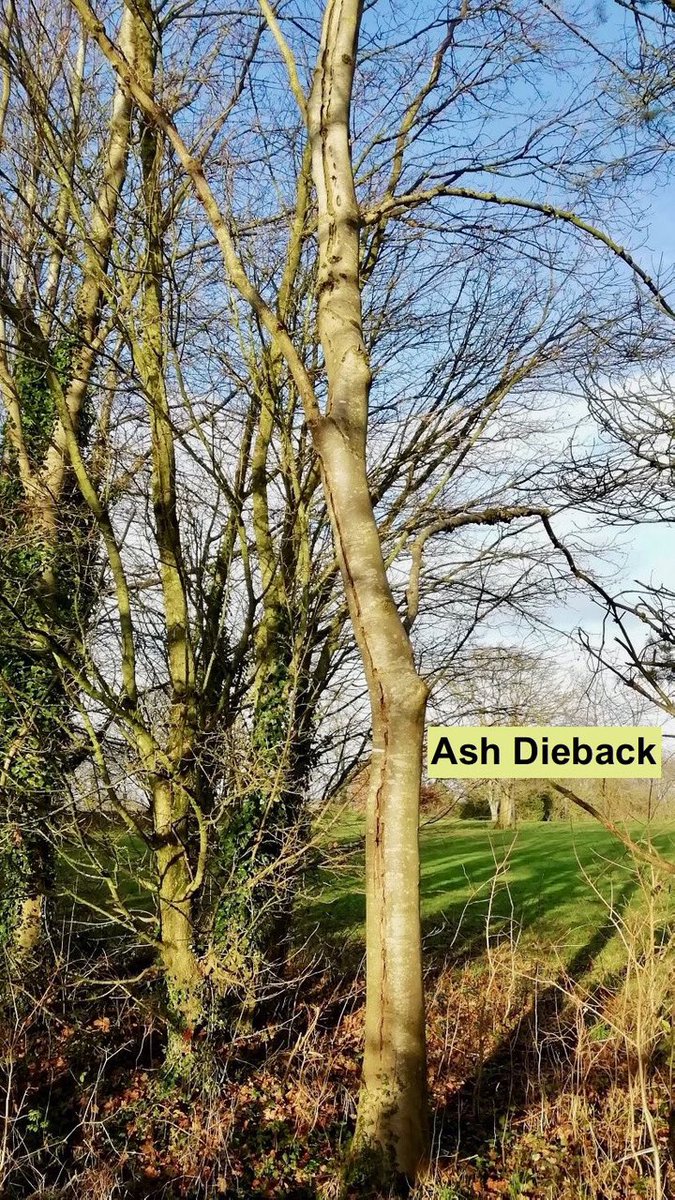 MiketheWarden's tweet photo. Ash Dieback a destructive fungal disease has been spreading through the country since 2012.  At Bath Golf Club @CotswoldsAONB Wardens have been working with ground staff to remove effected Ash trees adjacent to a bridle way.  The felled trees will be replaced with Oak &amp; Beech. https://t.co/JQjkoAmtKW