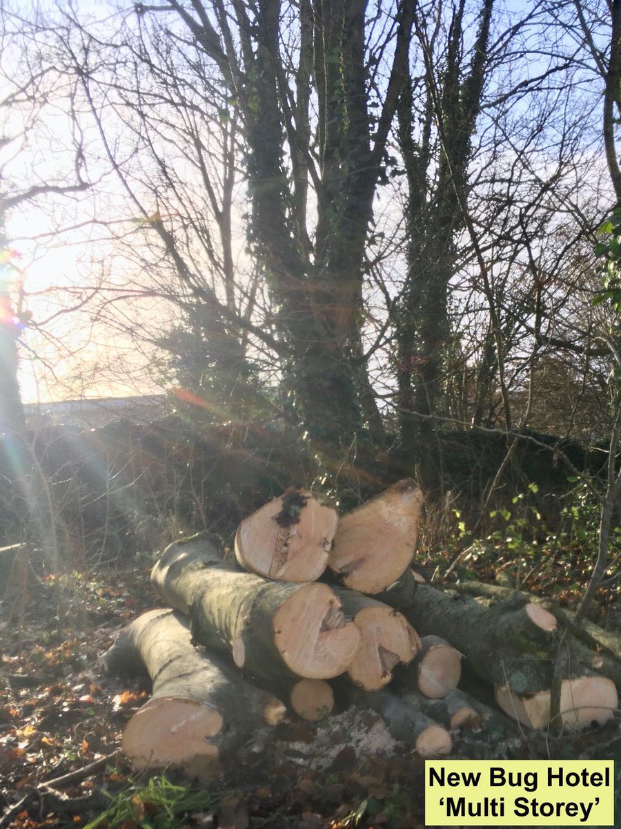 Ash Dieback a destructive fungal disease has been spreading through the country since 2012.  At Bath Golf Club @CotswoldsAONB Wardens have been working with ground staff to remove effected Ash trees adjacent to a bridle way.  The felled trees will be replaced with Oak &amp; Beech.