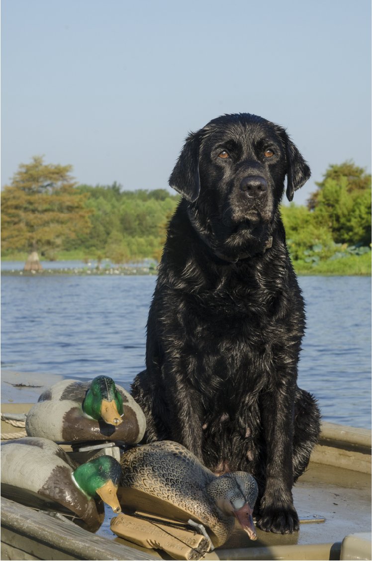 SCDNR's tweet image. Why the long face? 🤔

#Duckseason starts tomorrow and goes until Jan. 31! 🦆🐶

Don't forget about these regulation changes:
➡️ Mallards: Limit of 2 (no more than 1 hen)
➡️ Pintails: Limit of 1

Safe hunting &amp;amp; remember to tag #HuntSC in your photos!