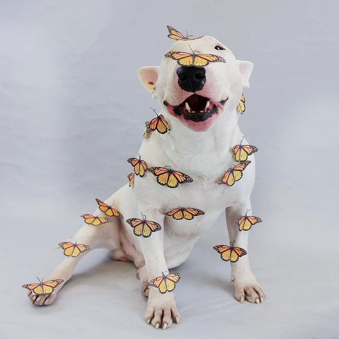 A dog with butterflies to help you through your finals week🦋🐶💗💗 

When you get me running this Instagram you get dog pictures🥰

Photos via Insta @ tom_bully