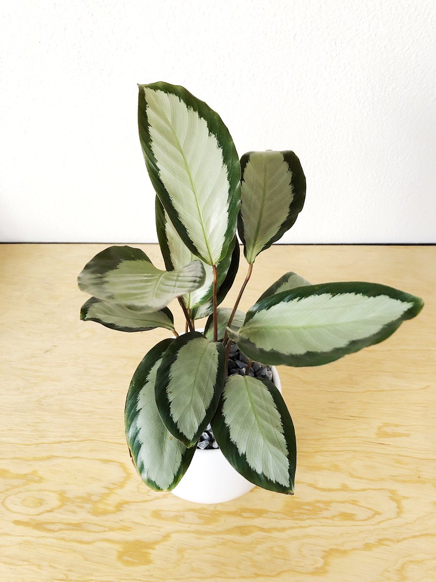 Una planta es el regalo perfecto para cualquier ocasión.