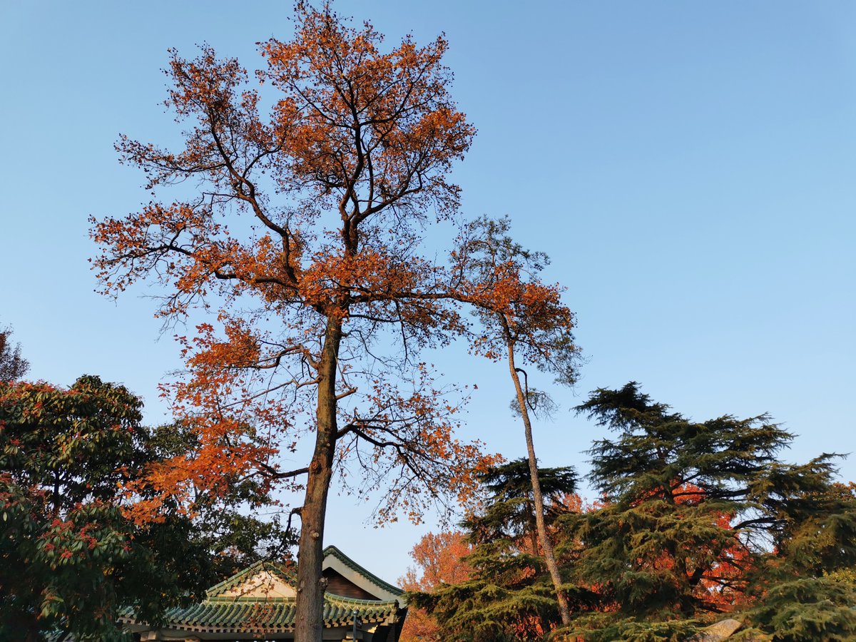 DailyBrew's tweet photo. While Hoffmanites in the U.S. brace for rain, Senior Account Executive Cecilia Zhong is enjoying the beautiful autumn brush in Nanjing, China.
Fun fact: As one of the most historic cities in China, Nanjing served as the capital of six dynasties! #InsideHA https://t.co/OQrQbfRQHG