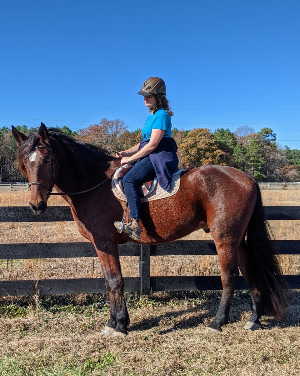 QueenHiveFarm1's tweet photo. This new BIG guy (17.1 hand draftX) is getting ready for the 2020 visitor trail riding season! #husbandhorse #chincoteague #chincoteagueisland #queenhivefarm https://t.co/5JzqLNvBsn