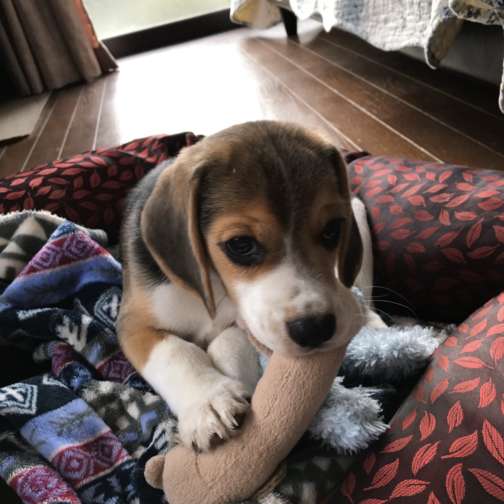 あや はぁ なんてかわいいんだ Beagle ビーグル ビーグル大好き お迎えしたばかりの頃の自慢の一枚みせて T Co Yxvj8wtfec Twitter