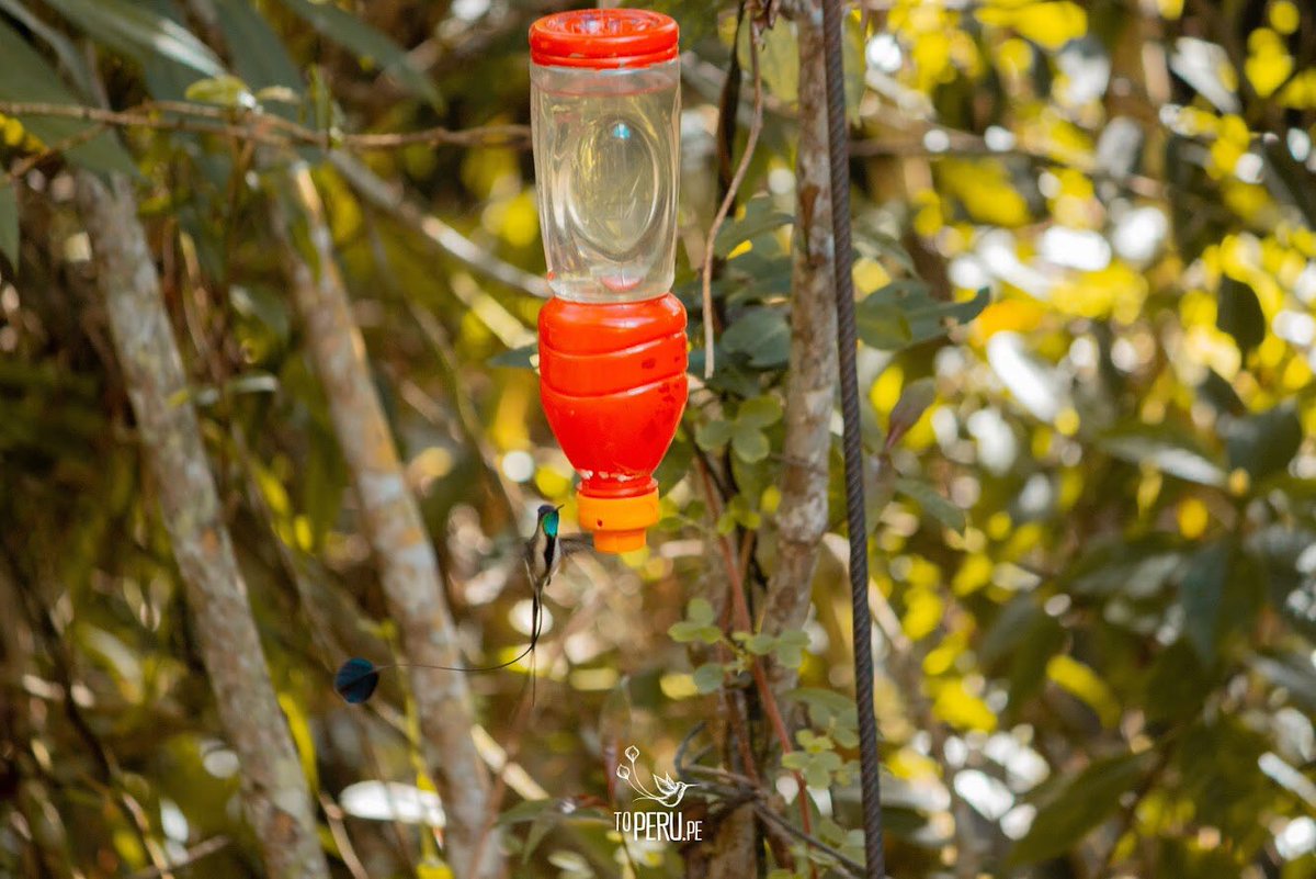 toperupe's tweet photo. 👉En Huembo Lodge de protege al "Colibrí maravilloso" o "Colibrí cola de espátula" ave que nos inspiró para la creación de nuestro logo.

#ToPeru #TravelToPeru #ToPeruPe https://t.co/TVXkj8yZXY