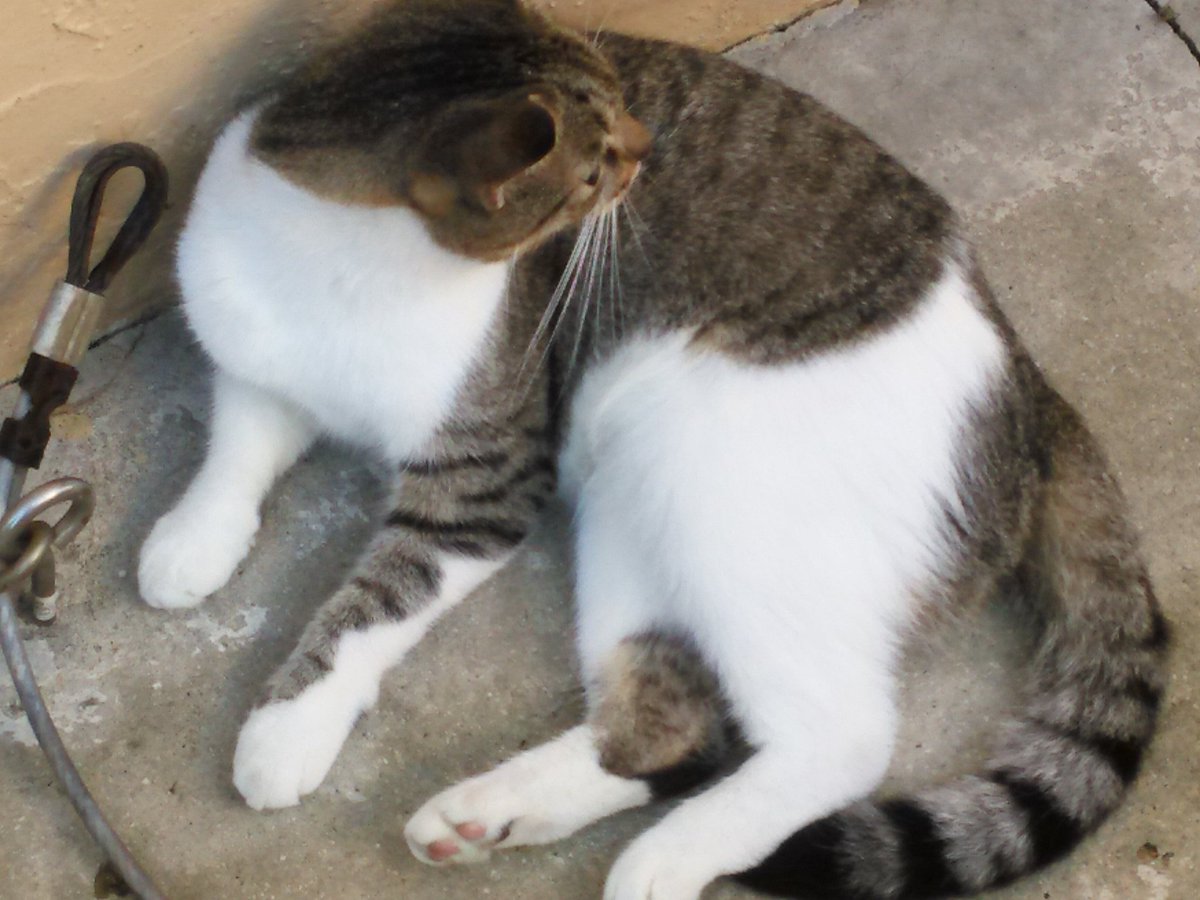 MCrisCardena's tweet photo. For #PESTO_๐@CatBrothers6๐
#PAWCIRCLE #PAWSIN #PURRSforHEALTH๐น ๐๐๐ LOVE #PESTO AND #DOLCE ๐พ๐พ https://t.co/8shDw8MNRJ