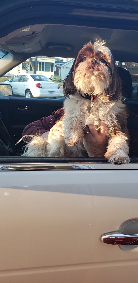 This is Trixie, shes a puppy mill rescue! We dont really know how old she is but we think shes about 6 years old. She likes "country dogging" which her grandma explained that she just like running through creeks! 13/10 country dog all you can baby!