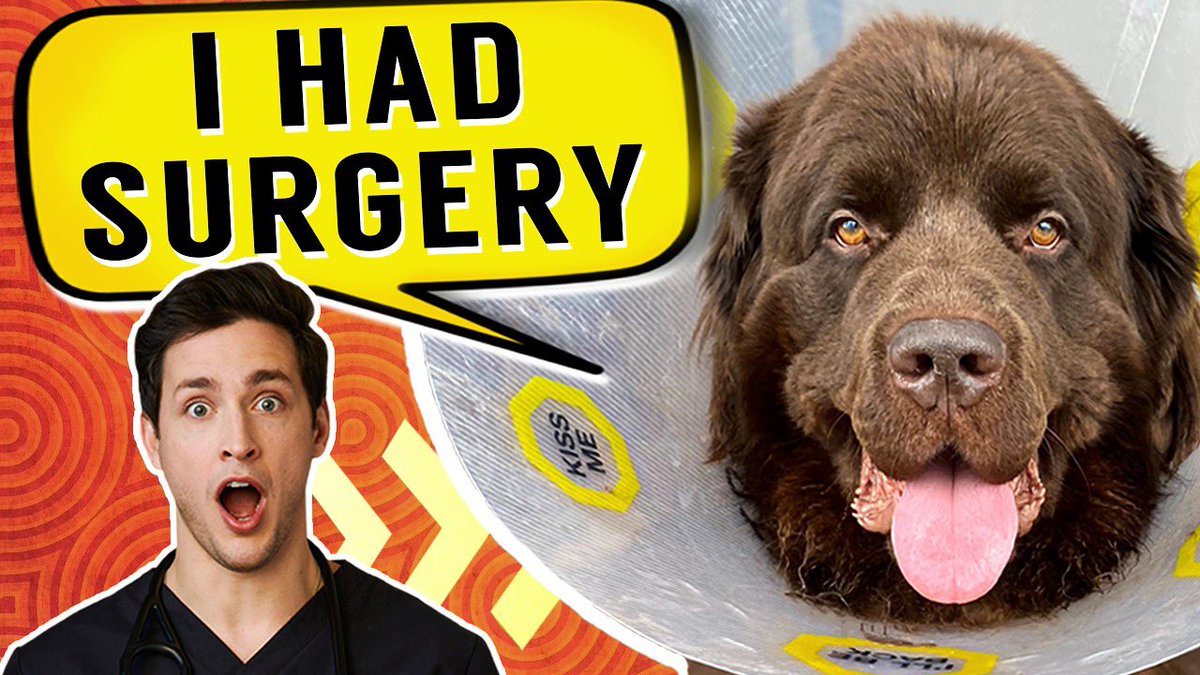 RealDoctorMike's tweet photo. My little Bear Pup had surgery! Here’s a video on his progress as well as a heavy dose of Mailtime! 🐶❤️👉🏼 https://t.co/a0neauMhQa https://t.co/DPO50UlgZA