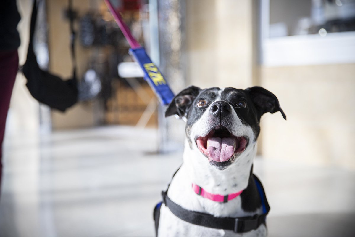 Excited to make some new friends tonight @CLTAirport. 
#CLTCanineCrew 
#BofAVolunteers