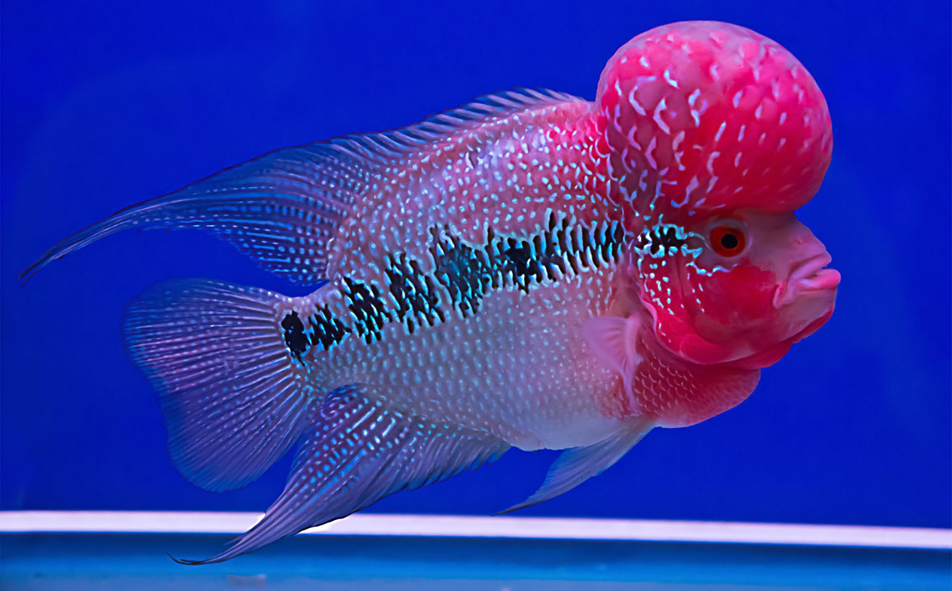 Flowerhorn Fish Photos Download The BEST Free Flowerhorn Fish Stock Photos   HD Images