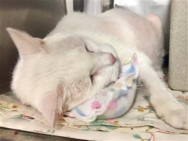 NYCDEATHROWCATS's tweet photo. 14 year old Gypsy was found sealed in a plastic container outside!! He is a bit upset to say the least but did calm down and allow petting. Gypsy should be checked for diabetes since there are some signs that could point to that. He is also 16 lbs and was https://t.co/hKSpRqorD1 https://t.co/tHiTveHWFO