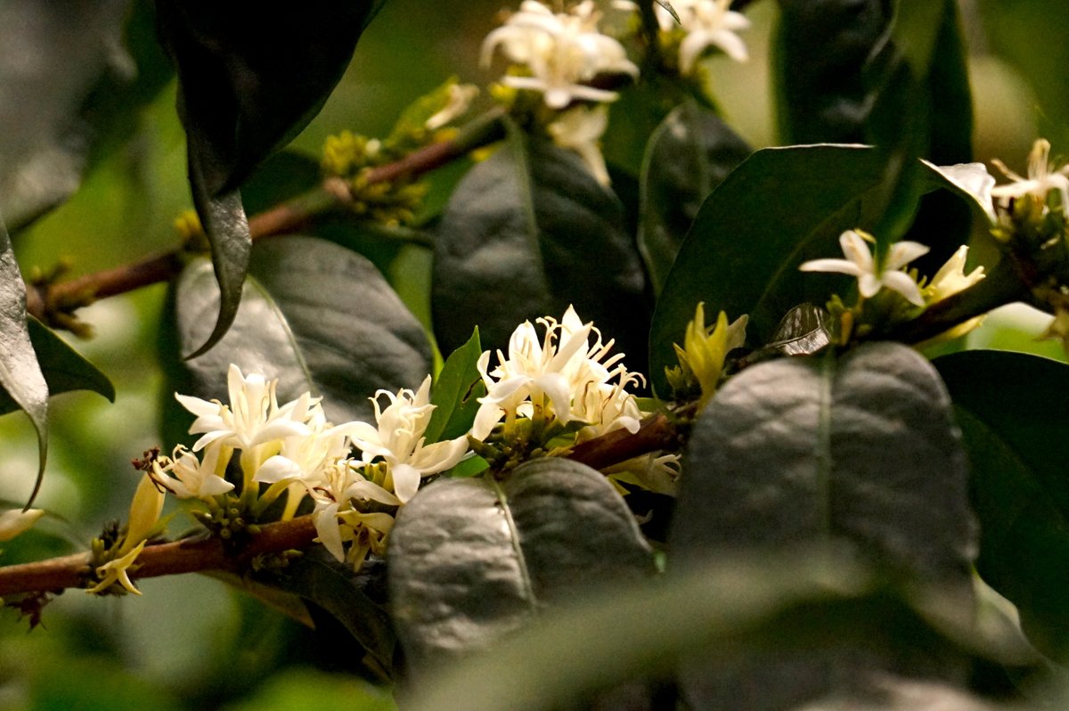 コスタリカの Coope tarrazuへ。
いわゆる農協。周辺の農家からコーヒーチェリーを買取、精製し、海外へ出荷する。日本の農協と同じで生産物の一括管理に批判もあるが、それを必要としている人も。なぜなら、託児所完備だし、ガソリンスタンドや売店を経営し、その利益を生産者へ還元する仕組みも。