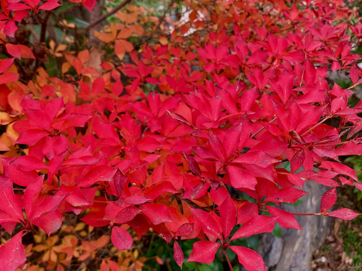 Cloudsailor 星羅の一日一花 ドウダンツツジ 灯台躑躅 満天星 の紅葉 枝分かれしている様子が昔夜間の明かりに用いた灯台の脚部に似ていることから ツツジ科ドウダンツツジ属 日本原産 Dodan Tsutsuji Enkianthus Perulatus Redleaves T