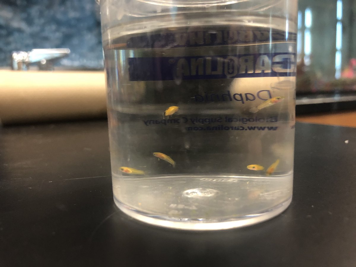 We had our 1st babies ever born in D105 today!! Excited for 6 new little 🐠 #erhsscience #bernardszoo <a href="/ERHSOfficial/">Eleanor Roosevelt HS</a>