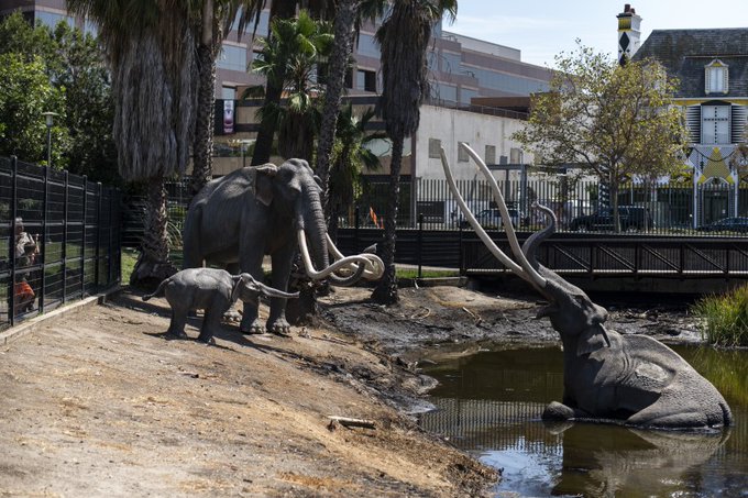 The iconic mammoth family of the La Brea Tar Pits and Museum.