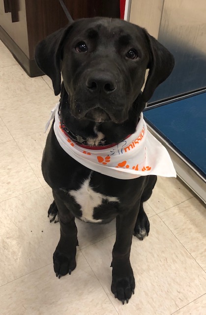 Meet Tiller, a pup who got into some grapes! 🍇 Luckily, his parents knew that grapes are toxic to dogs &amp; brought him in as soon as they noticed. (Timing is key with toxicities - the faster the treatment, the better.) Tiller had to be hospitalized, but is doing great now!