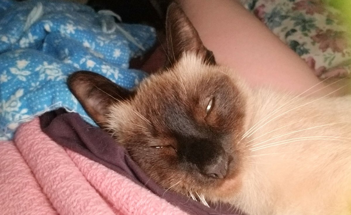 Tiffanie_Faith's tweet photo. I love waking up and finding my Bolt kitty between me and my wife, cuddling with me💜 

#cuddlekitty #catlovers #kitten #cats #catsoftwitter #pets #catsofinstagram #animalforum #animals #Kitty #Meow #CuteCats #MeowMoe  #beautiful #furbabies #animallover #love #cuddles https://t.co/Uie9URkBEz