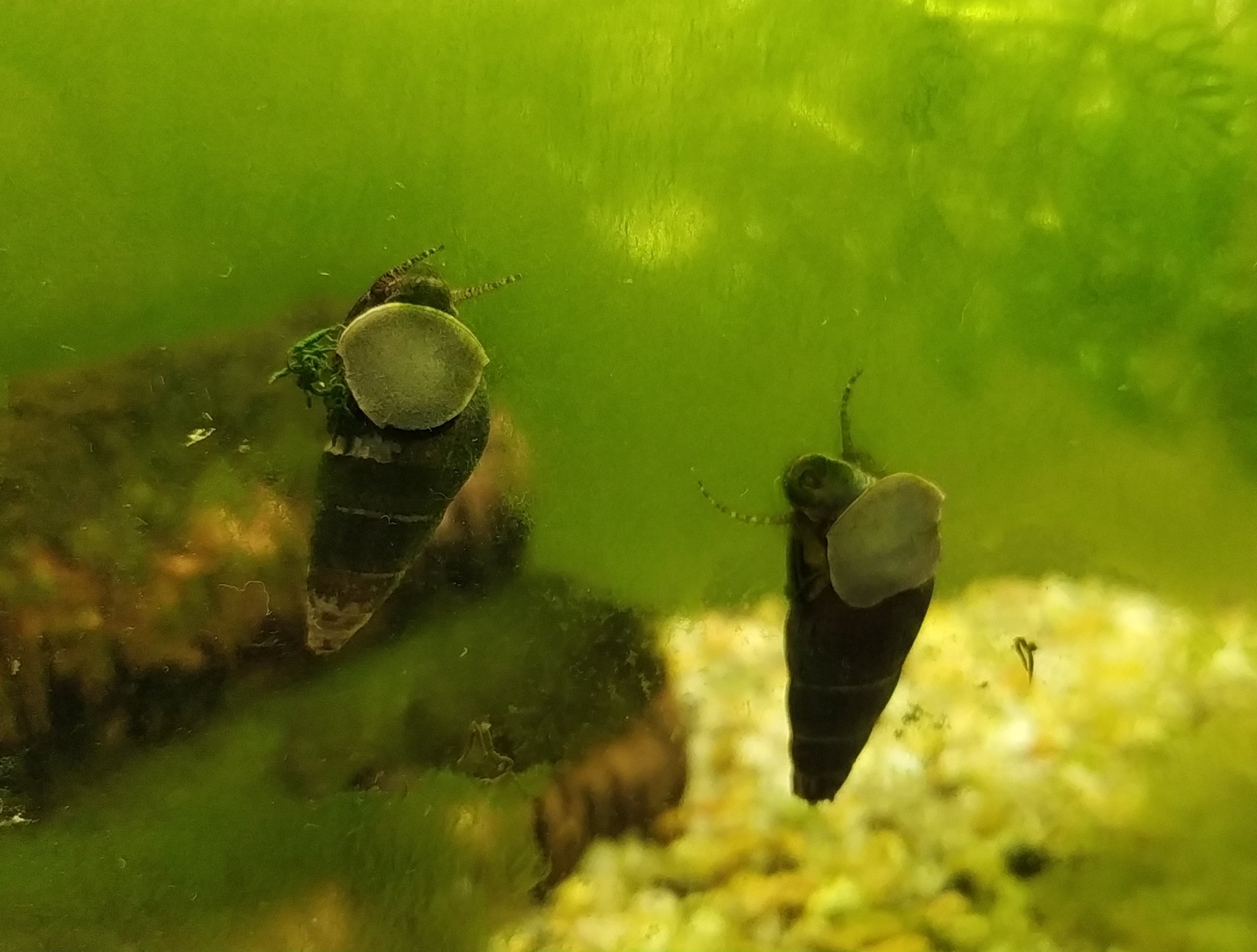 空野むつ こいつら正式にはカワニナなんだけど ニナ貝ってなるとニナとタカニナのせいか海の貝って気がして 川の貝は全部まとめて タニシって呼んでしまうの高知県民あるあるだと思う 細かすぎて伝わらない選手権 予想以上に食ってる