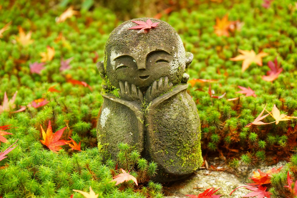 yt_innocent's tweet photo. #圓光寺 の #紅葉 🍁 #AutumnColors in Enkō-ji on Nov. 24
.
#円光寺 #Enkoji #Enkouji #Enkojitemple #Enkoujitemple #黄葉 #FallColors #AutumnLeaves #FallLeaves #LeavesChanging #AutumnLeafColors #京都 #Kyoto #苔 #moss #苔庭 #mossgarden #わらべ地蔵 #Warabejizo https://t.co/oj2ifla81l